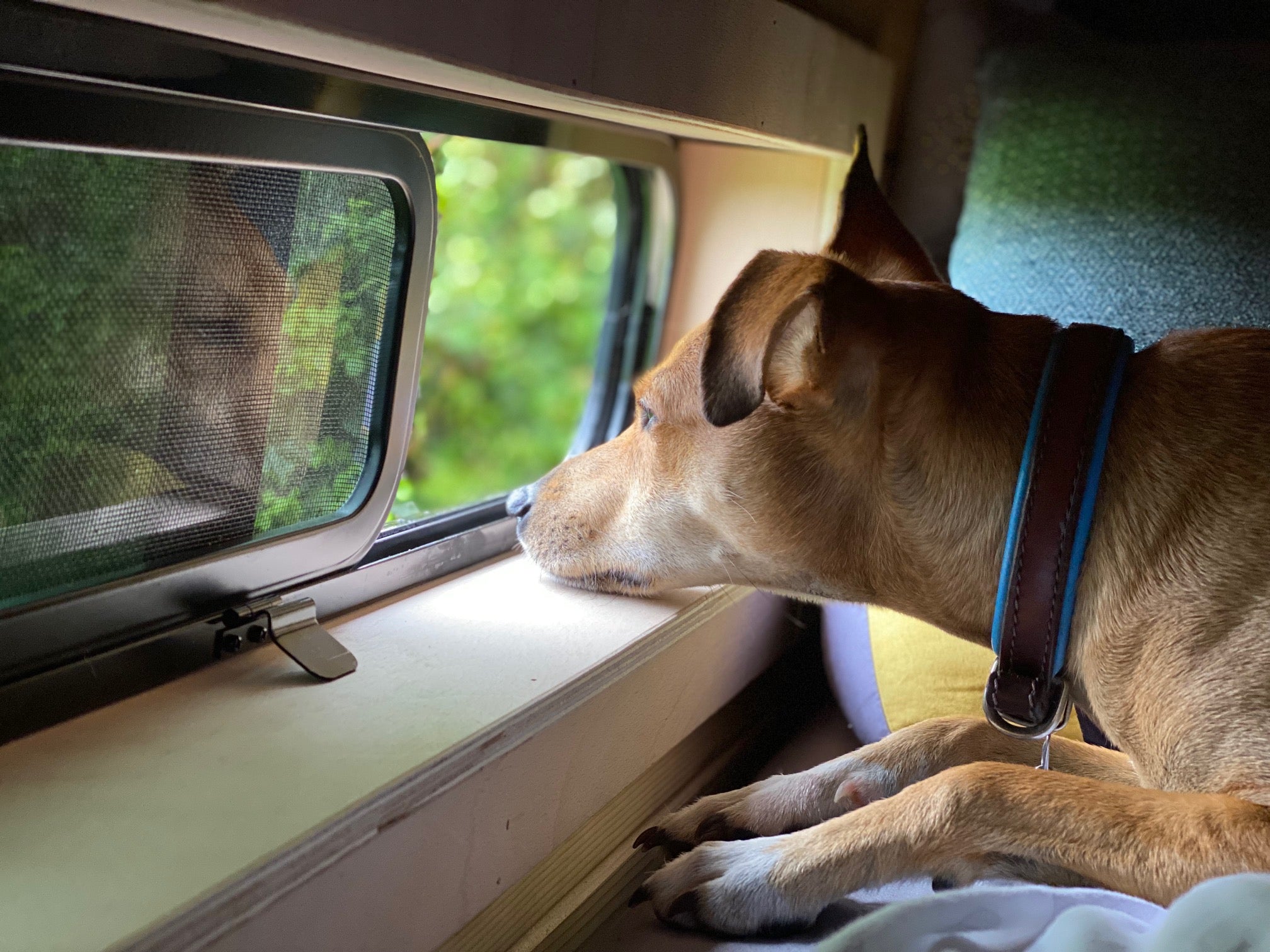 AM Auto Universal-Fit Passenger Side Half-Slider Screened Window 9.4"H x 30.7"W